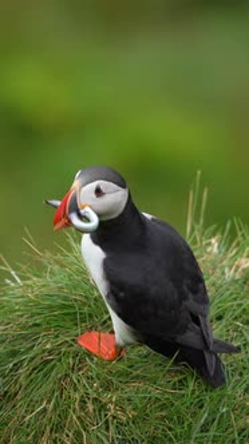 Macareux sur une falaise herbeuse tenant un poisson dans son bec en Islande