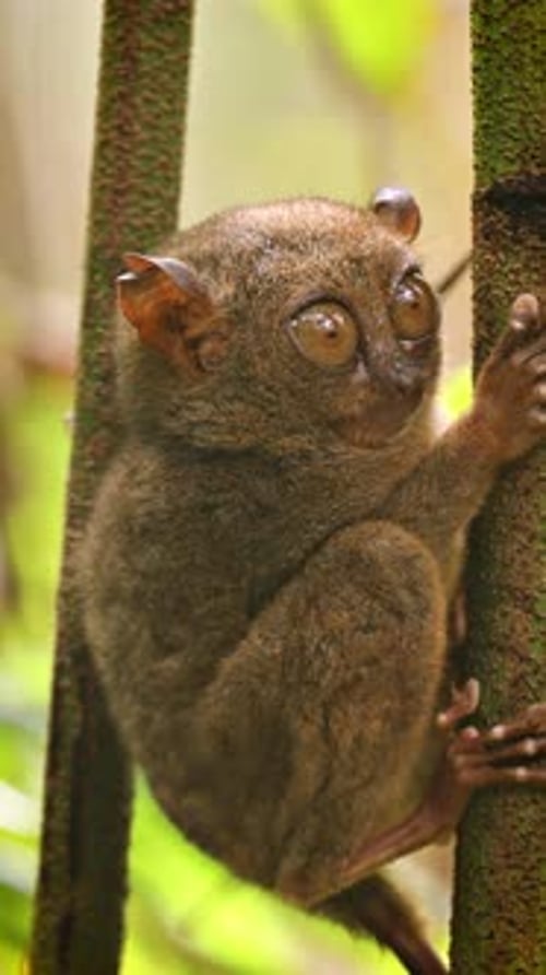 Le Tarsier au look unique. Vidéo verticale.