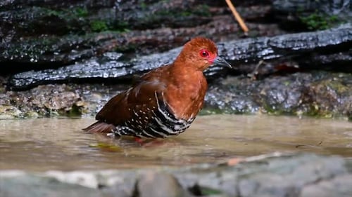 A skittish waterbird found in Thailand in which it likes to stay undergrowth especially thick grass
