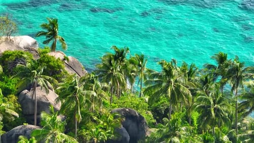 Flying above many coconut trees with blue turquoise sea water.
