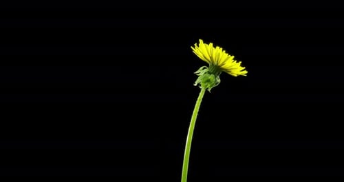 Zeitraffer beim Öffnen einer Pusteblume, Nahaufnahme, Makroaufnahme einer blühenden Blumengruppe, Zeitlupe