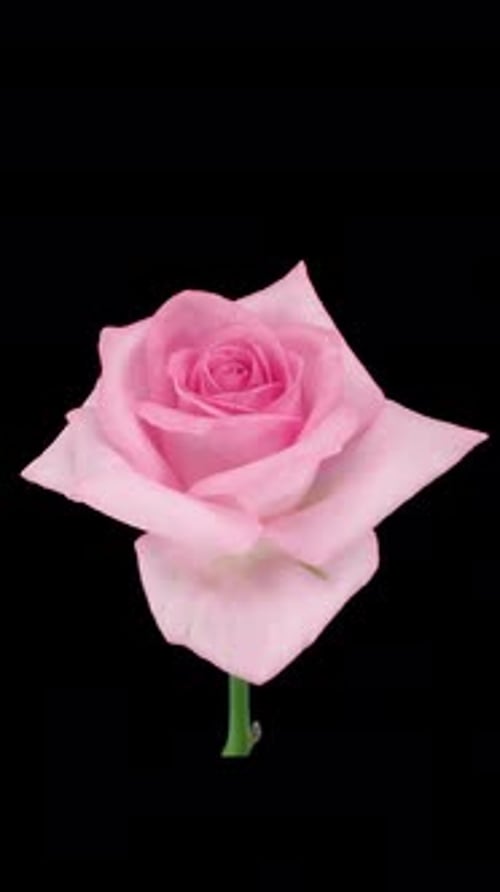 Time lapse of dying pink Sweet Akito rose with ALPHA channel, vertical orientation