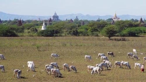 Plan moyen de vaches à Bagan en train de paître lentement dans la chaleur torride de l'agriculture de Bagan avec le te