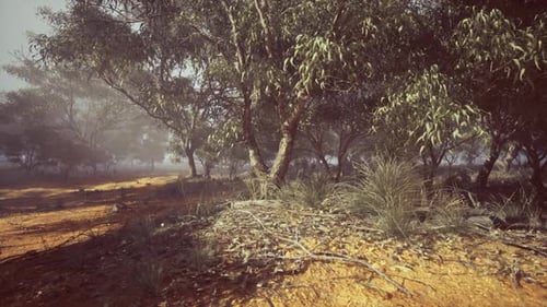 Misty Path through a Realistic Eucalyptus Forest