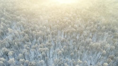 Aerial View of Snow Covered White Forest with Frozen Trees in Cold Winter