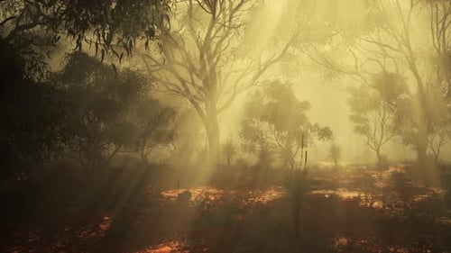 A Misty Forest with Dense Vegetation