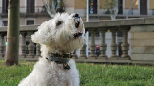 Fluffy White Dog Sitting on Green Grass