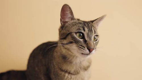 Hauskatze leckt sich Nase und Mund