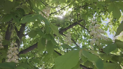 Blütenstände und Laub der blühenden Rosskastanie Aesculus hippocastanum, die sich im Wind wiegen