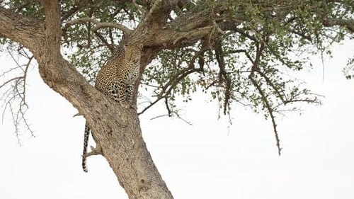 A leopard sitting in a tree and surveying the plains below in the Masai Mara, Kenya.
