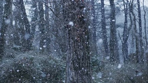Forêt d'hiver avec chutes de neige brumeuses Forêt d'hiver par temps froid La neige dérivante recouvre la forêt d'hiver