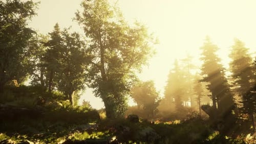 Magic Dark Autumn Forest Scenery with Rays of Warm Light