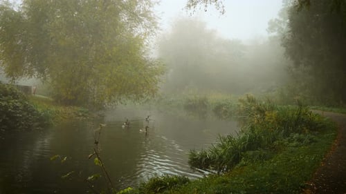 Thick Fog Covering Riverside Trail with Swimming Ducks Creating Calm Atmosphere Floating Mist