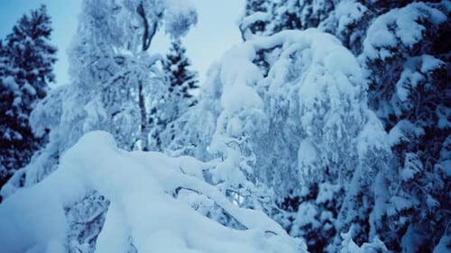 Winter Nature - Snow-Covered Forest Trees. Close-Up Shot