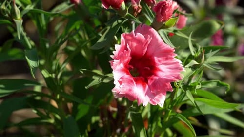 Close-up of beautiful pink Dianthus flower in garden