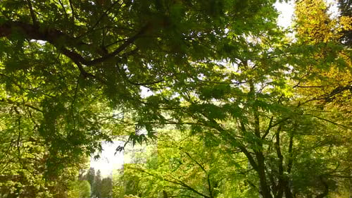 Intensive Wind on Maple Tree