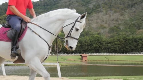 Beautiful White Horse Being Ridden in Countryside Paddock