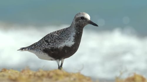 BlackBellied Plover Wild Sea Birdlooking for Food on Seaside in Summer