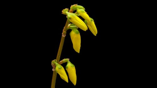 Timelapse de l'ouverture de la fleur de forsythia jaune (forsythia), floraison sur fond noir