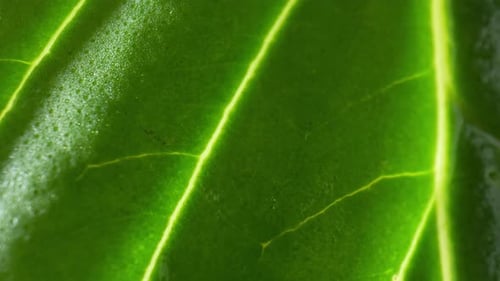 The intricacies of a fresh green leaf (Basil leaf) in macro video.