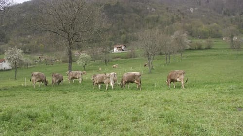 cows in pasture on spring day, wide static shot of cattle grazing in field in Slovenia