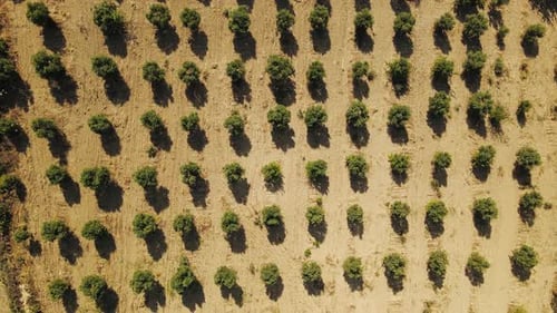 Cultivo de oliveiras em uma plantação