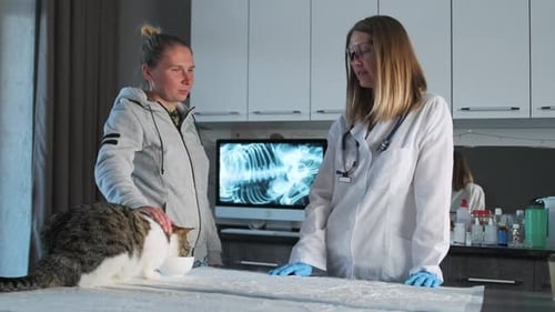 Veterinarian Examines Cat with Owner in Hospital