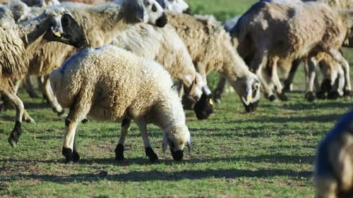 Herd of sheep grazing grass on beautiful green meadow. Group of sheep and lambs on pasture in