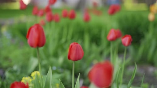 Red tulips growing in the garden. Camera focuses on a close-up of a red tulip bulb. Hand held shot.