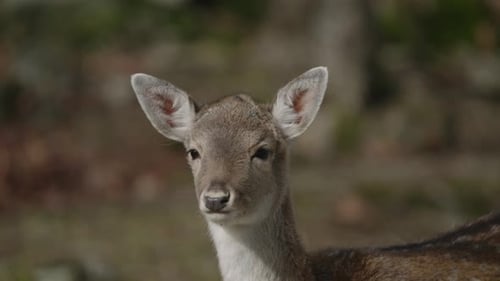 Jovem veado vermelho em um parque de animais protegido - Parc Omega, Quebec, Canadá - Medium Shot