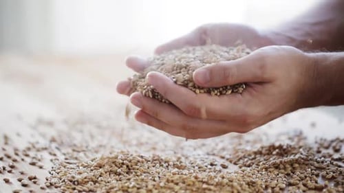 Hands Pouring Grain Seeds Across Surface