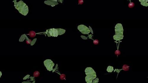 Falling Radishes Loop with Alpha Channel