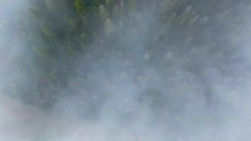 Top View White Morning Fog Over Evergreen Coniferous Forest in Highland Live Camera Moves Along Mist