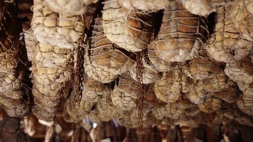 Cured Meats Hanging in Storage Facility