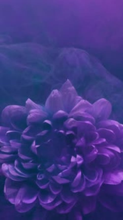 Blooming Purple Flower with Flowing Green Haze