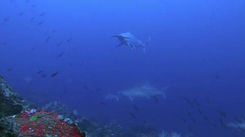 curious hammerhead shark swim close to the camera with sharks behind