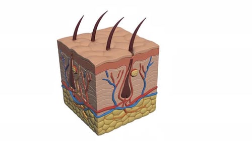 Skin Structure Cubic Model of Internal Structure Layers Able to Loop Endless