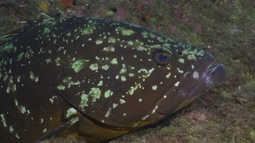 grouper close up