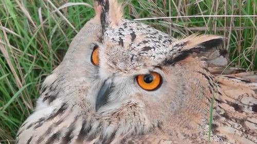 Portrait of Eagle-owl sits on high grass, hiding from cold autumn winds and blinking its orange eyes