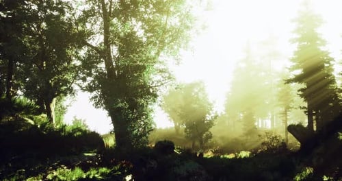 Sunlight Filters Through Trees in a Serene Forest Setting During Morning Hours