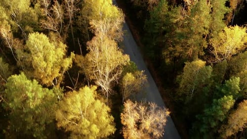Top Down View Over Sunset Road With Car in Colorful Countryside Autumn Forest