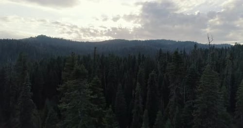 Foto aérea sobrevoando e atravessando árvores em Sequoia ao pôr do sol