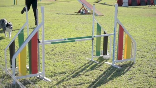 Australian Shepherd Leaping Over Obstacle in Competitive Canine Sports Training