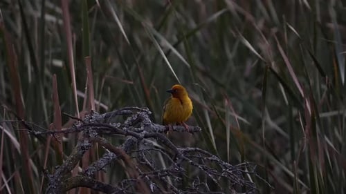 Small yellow bird with an orange head on a branch surrounded by reeds, Cape Weaver