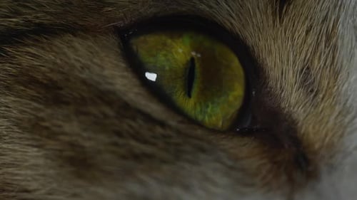 Cat Eye Macro