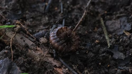 Suddenly springs up to life as it moves to the left taken as a time-lapse, Millipede, Orthomorpha, T