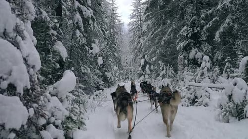 Team of sled dogs pulls sled down path in dense snow covered forest, slow motion