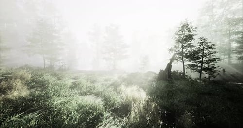 Misty Forest Landscape with Soft Light Filtering Through Trees in Early Morning
