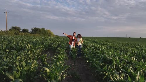 Standing, conception of quality control. Man and woman are on the corn agricultural field.