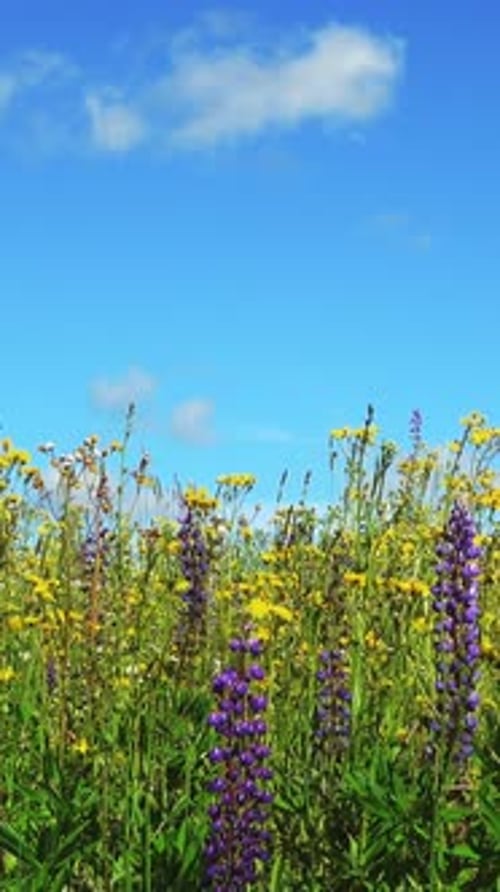 Vertical Video of a Wild Flowers Field at Sunny Day